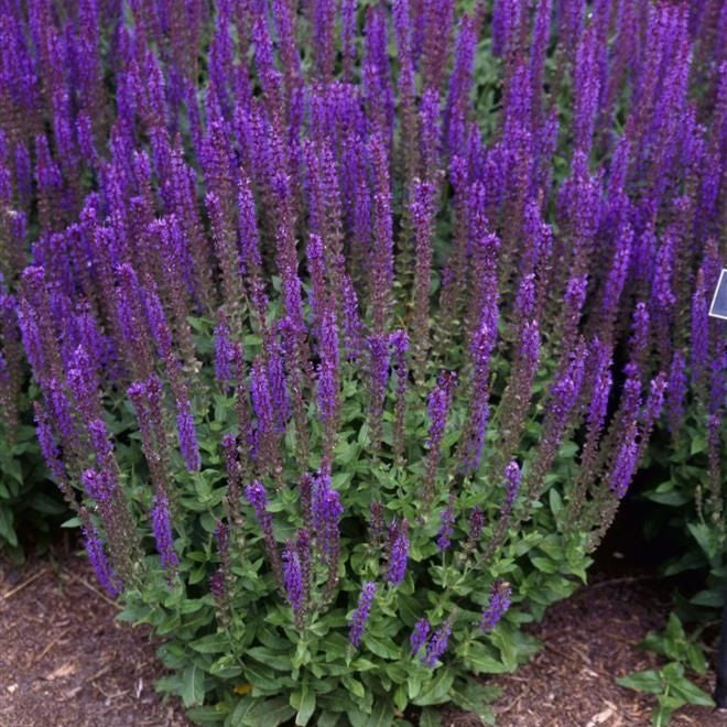Dark Matter™ Meadow Sage