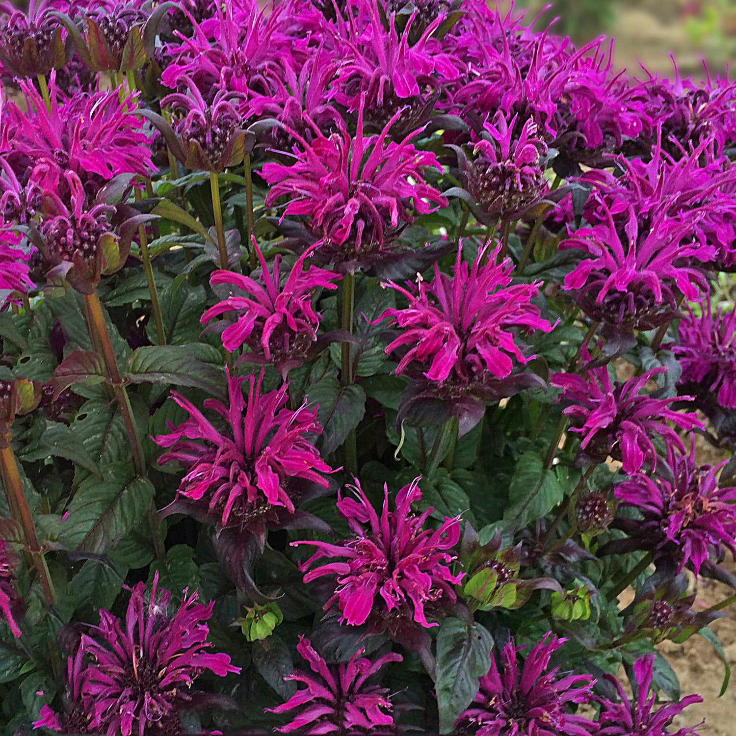 Rockin Raspberry Bee Balm