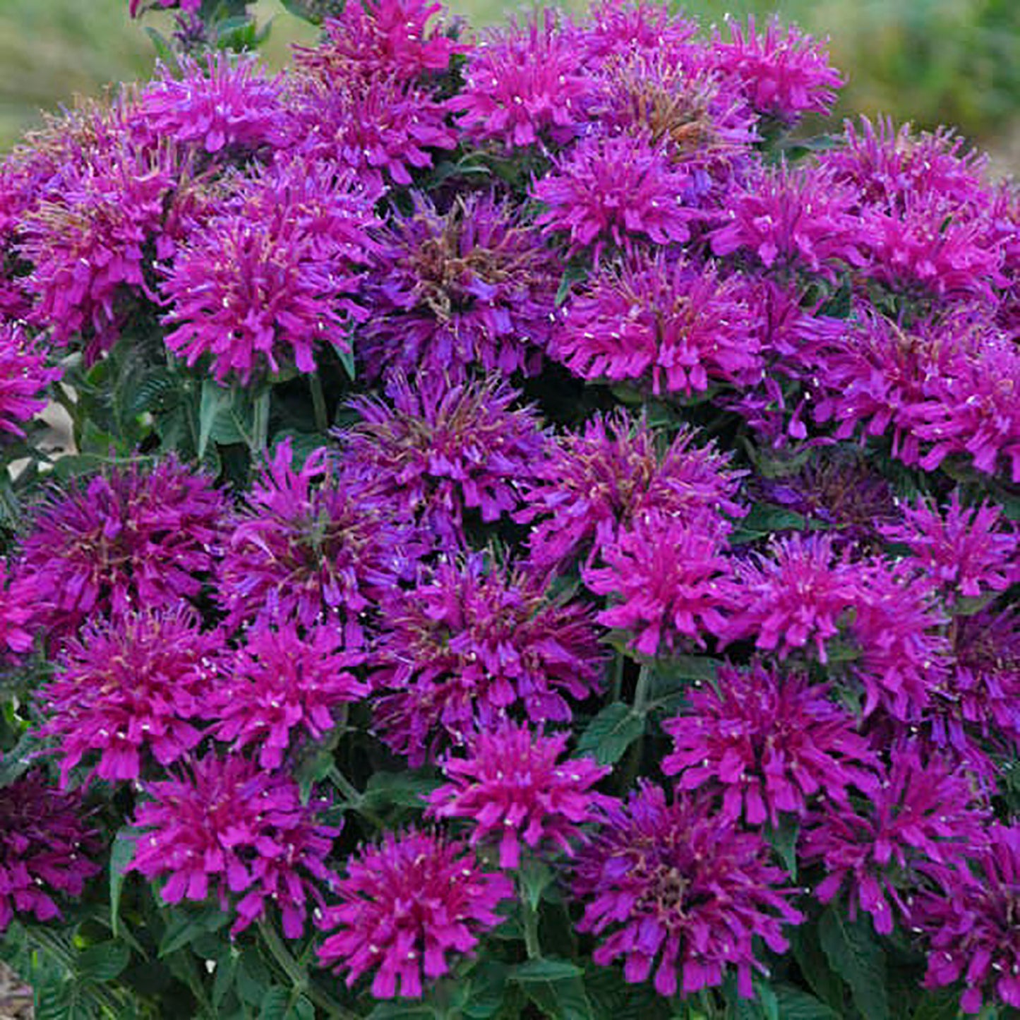 Grape Gumball Bee Balm