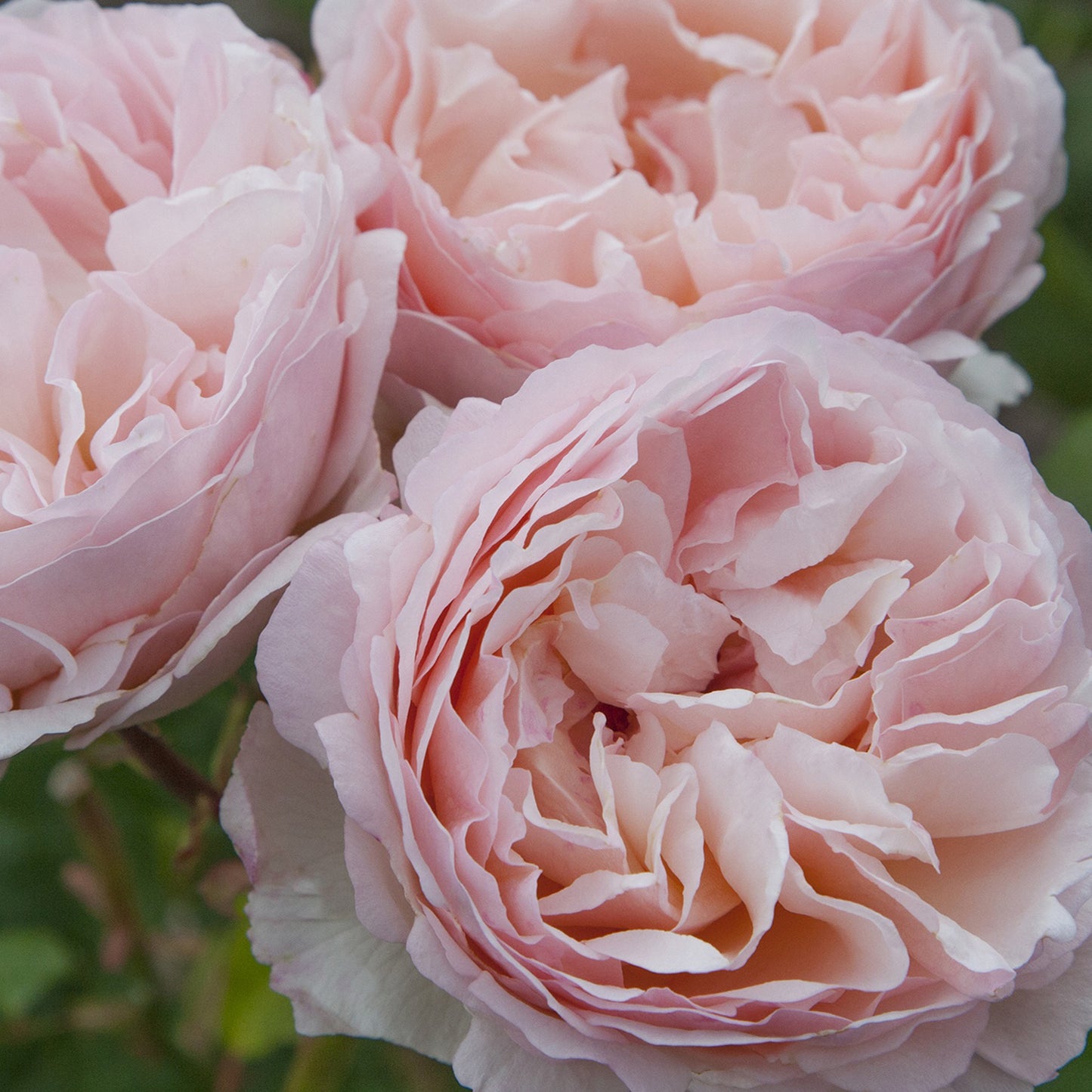 Princesse Charlene de Monaco Hybrid T Rose