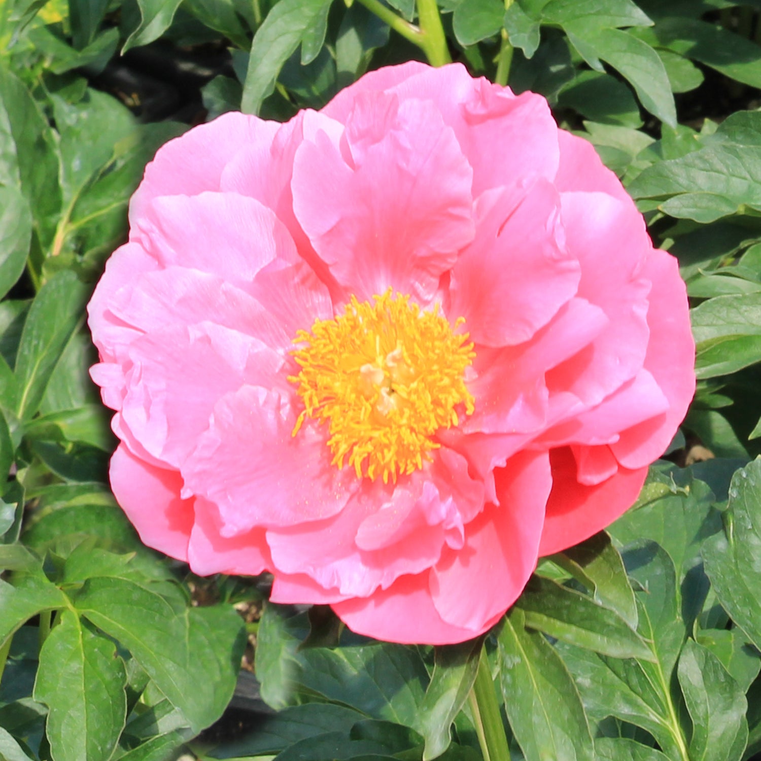 Athens™ Patio Peony