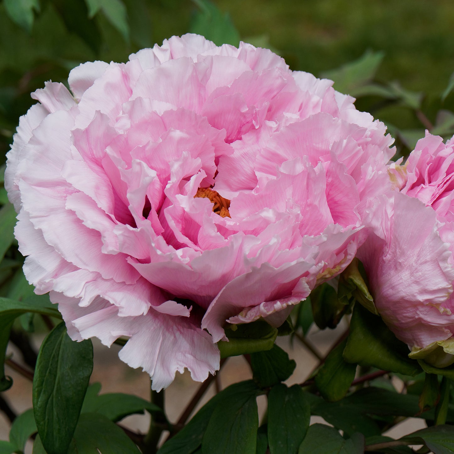Hanakisoi Tree Peony