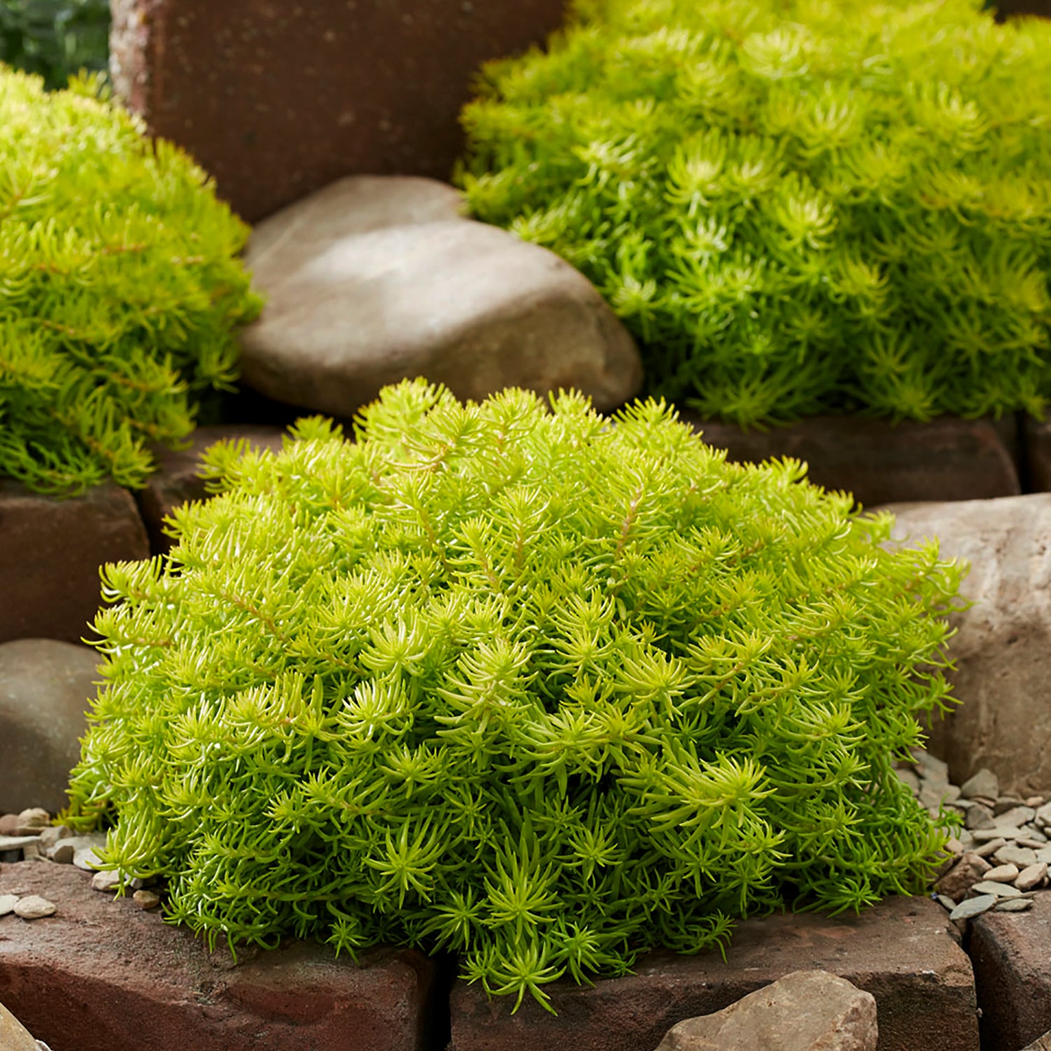 Angelinas Teacup Stonecrop