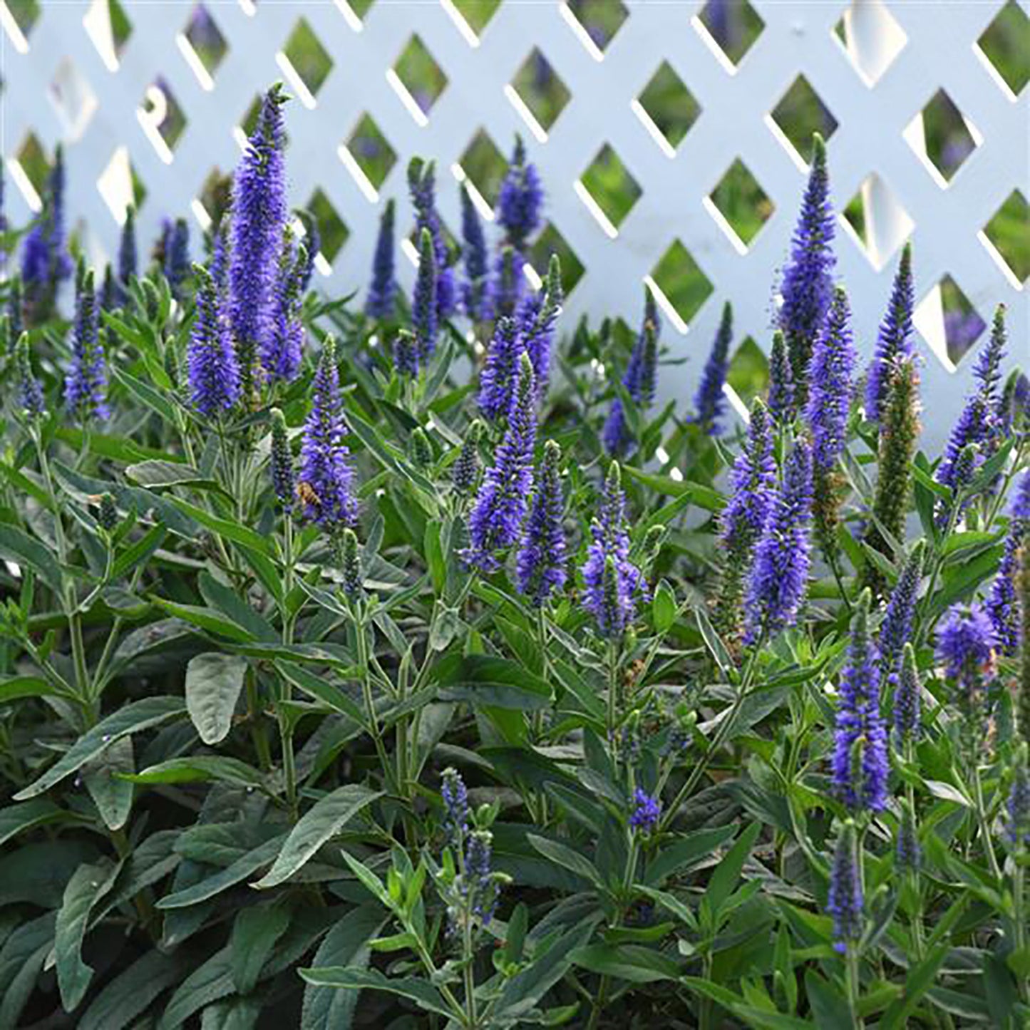 Skyward™ Blue Speedwell