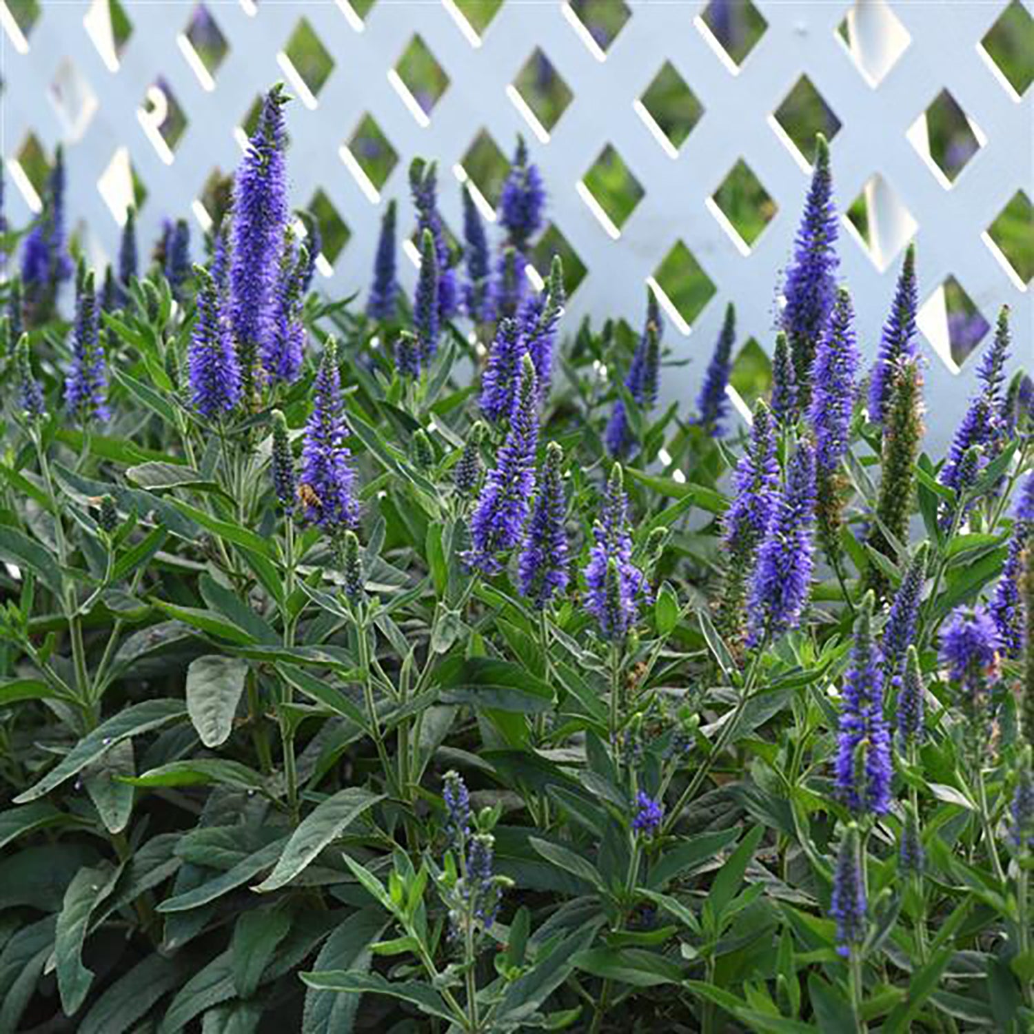 Skyward™ Blue Speedwell