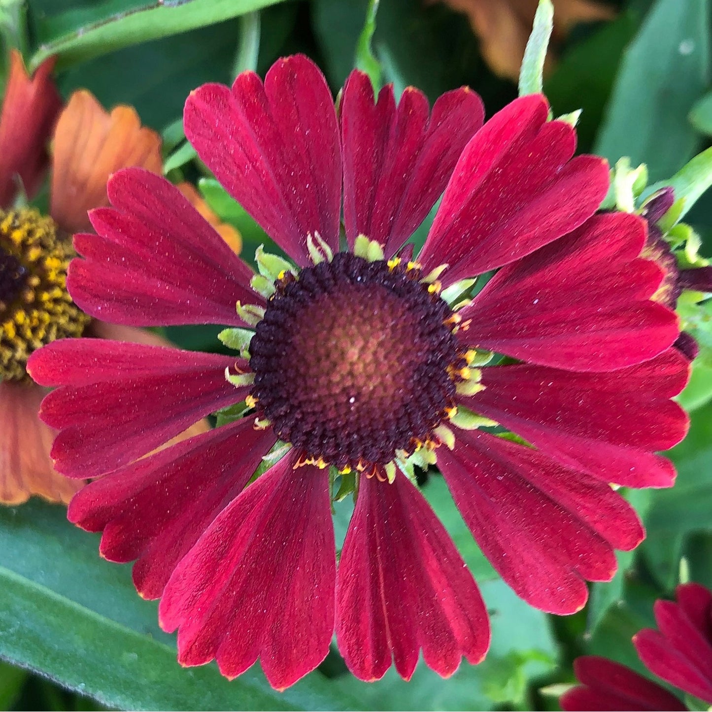 Red Sneezeweed