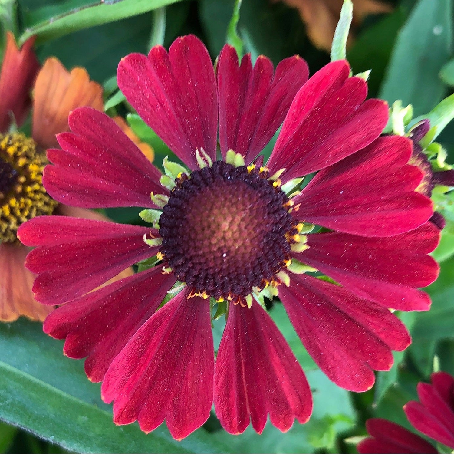 Red Sneezeweed