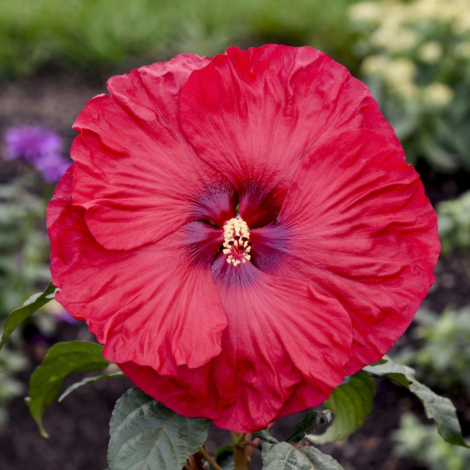 Valentine's Crush Rose Mallow