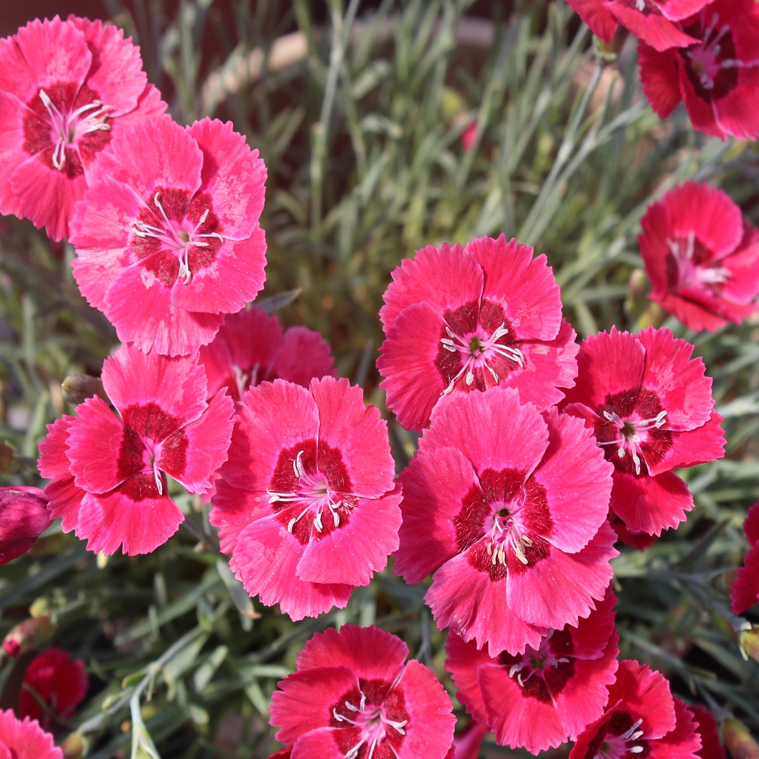Eastern Star Pinks