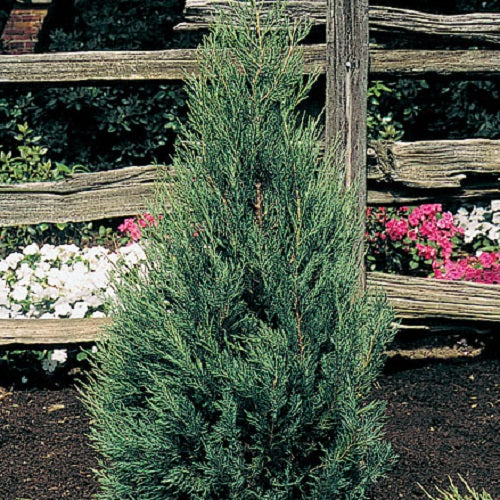 Montana Green Juniper