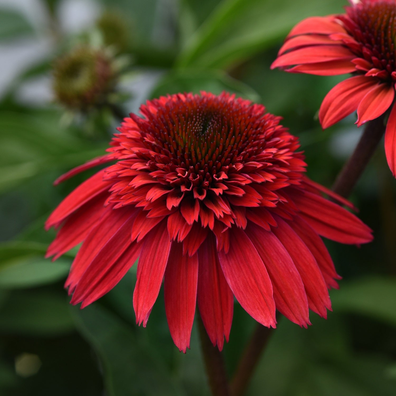 Strawberry Deluxe Coneflower