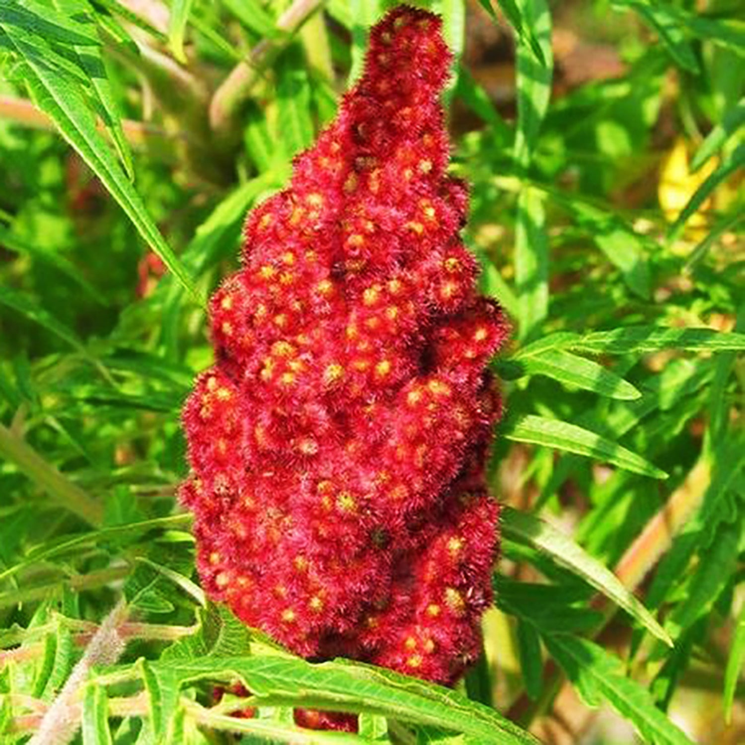 Staghorn Sumac