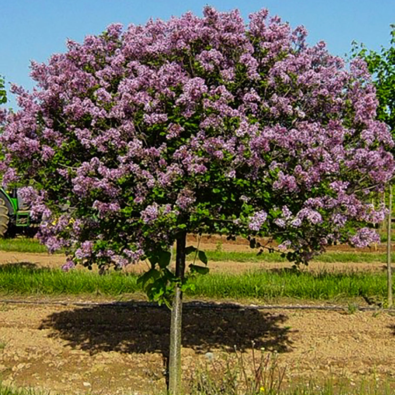 Dwarf Korean Lilac