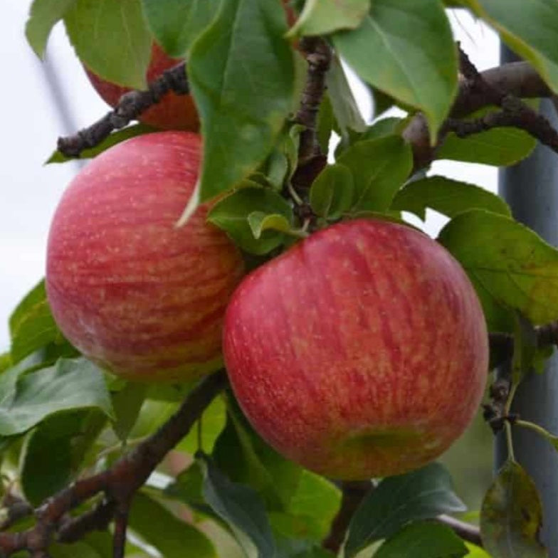Royal Courtland Apple Tree