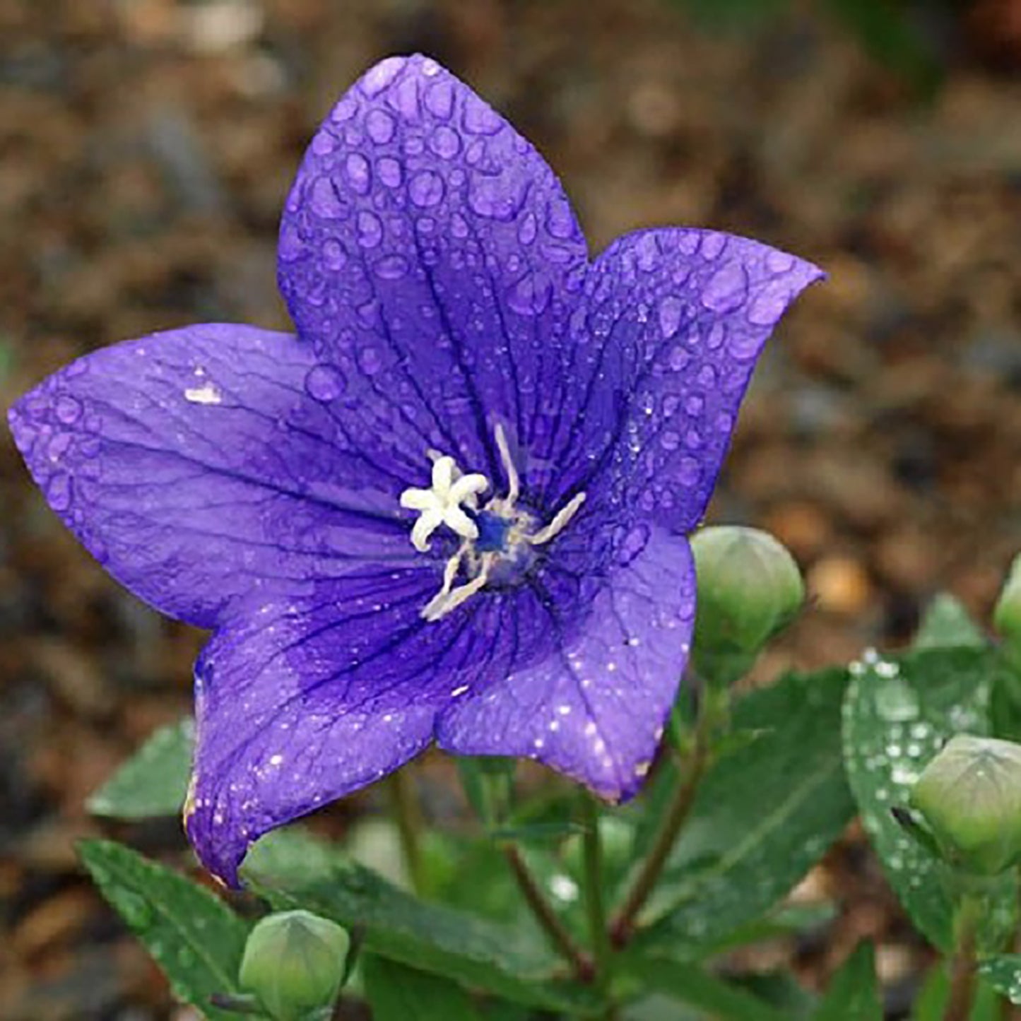 Astra Blue Balloon Flower
