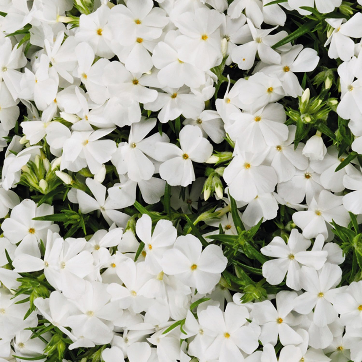 White Creeping Phlox