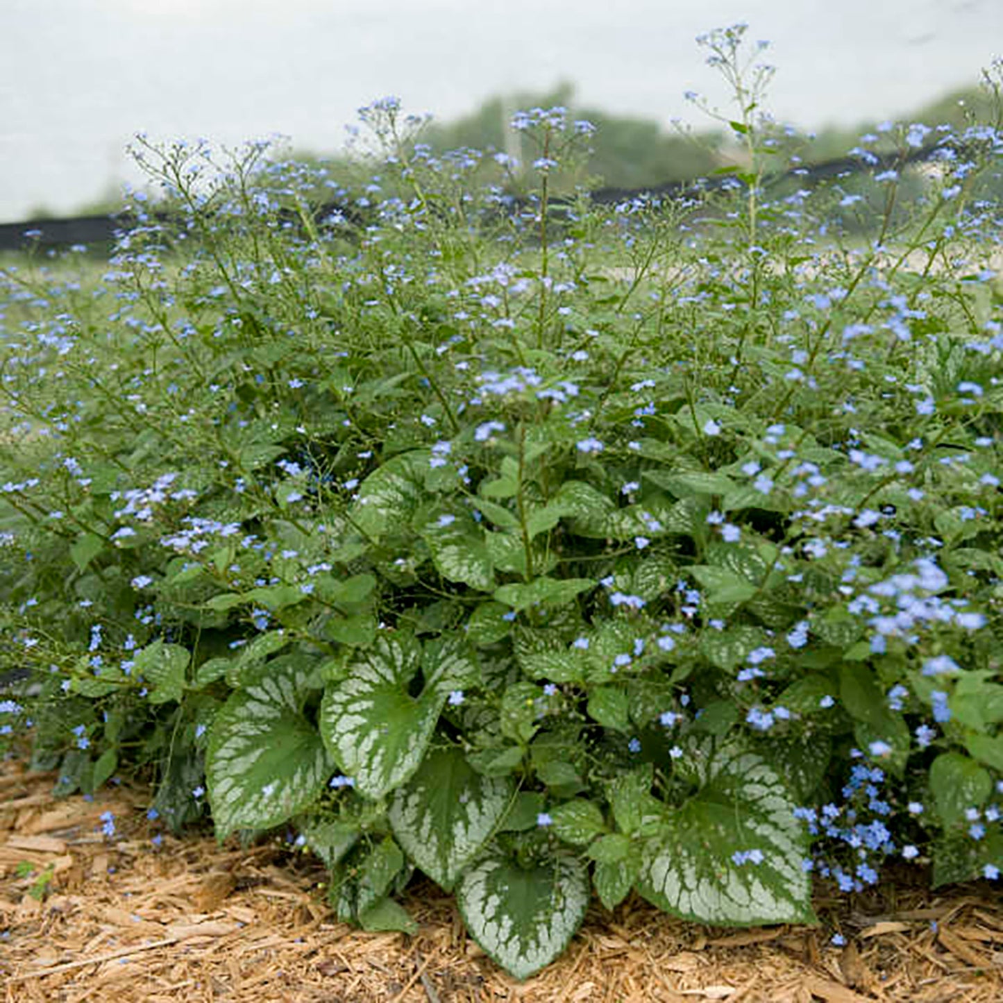 Emerald Mist Siberian Bugloss