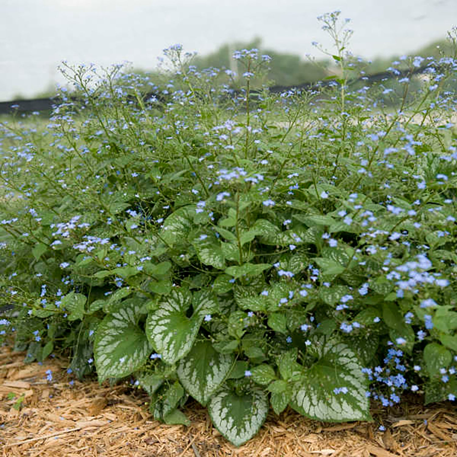 Emerald Mist Siberian Bugloss
