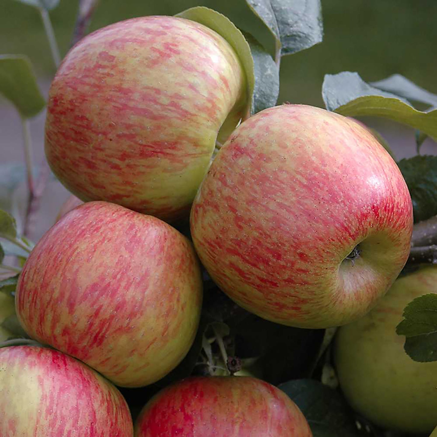 Braeburn Apple Tree