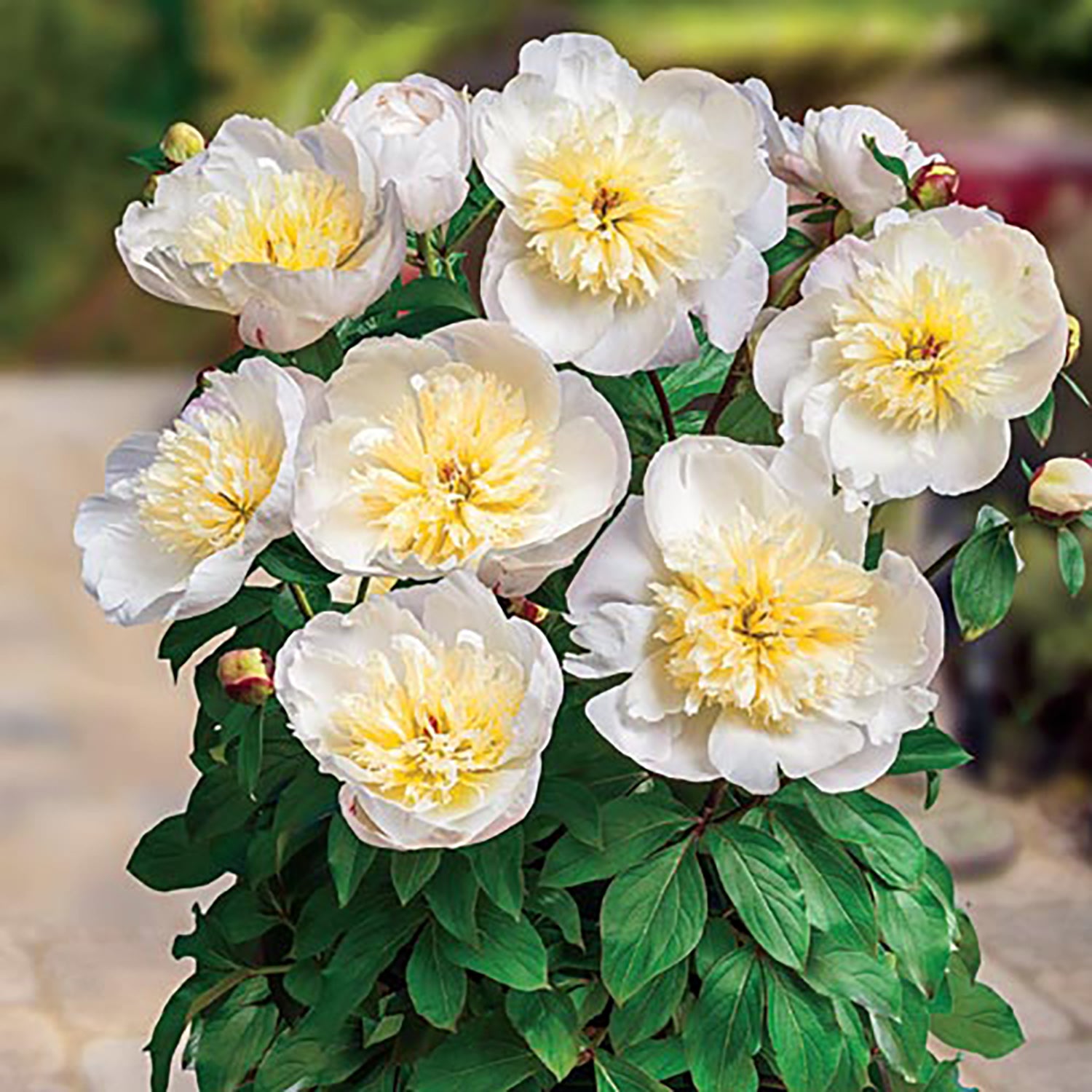 Madrid™ Patio Peony