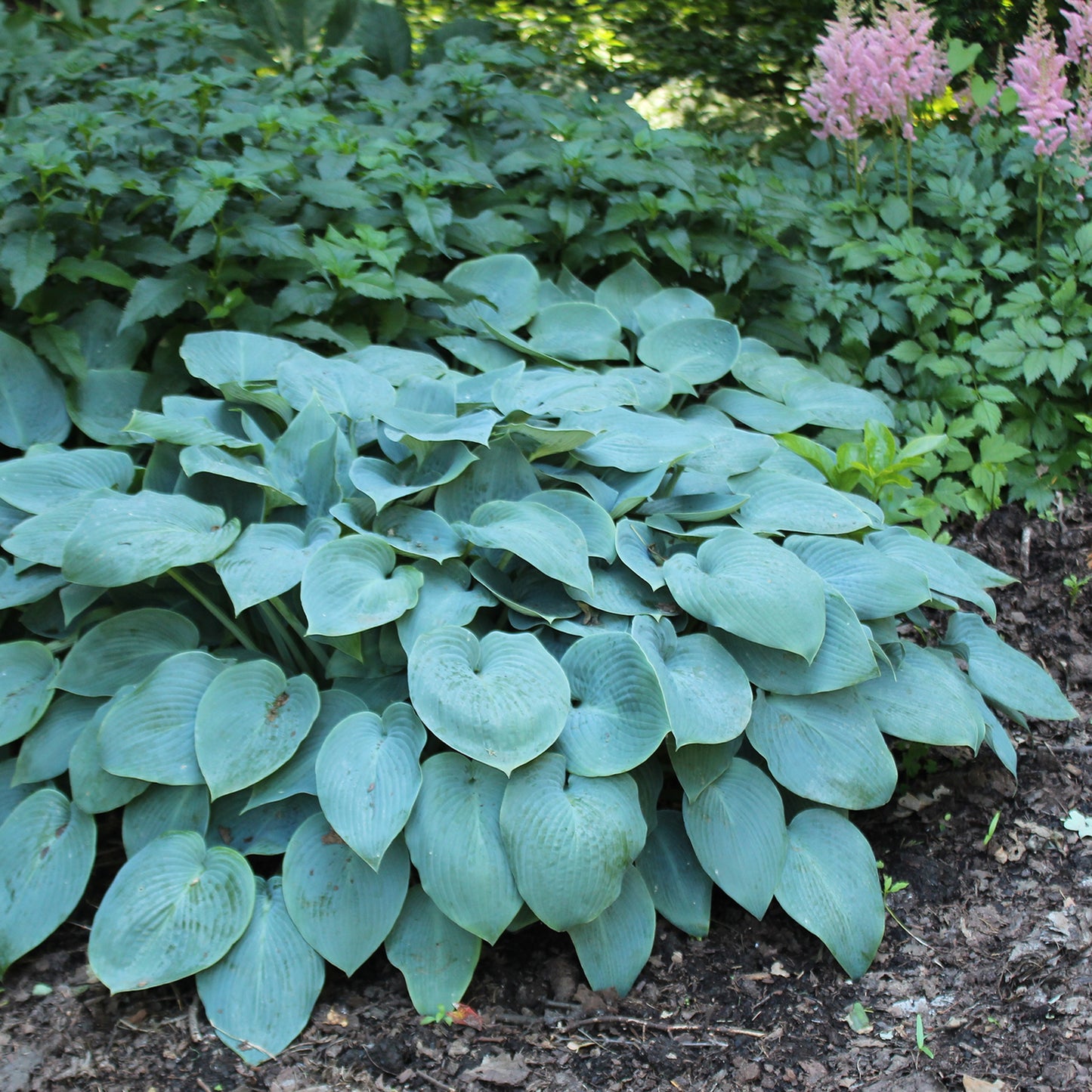 Halcyon Plantain Lily