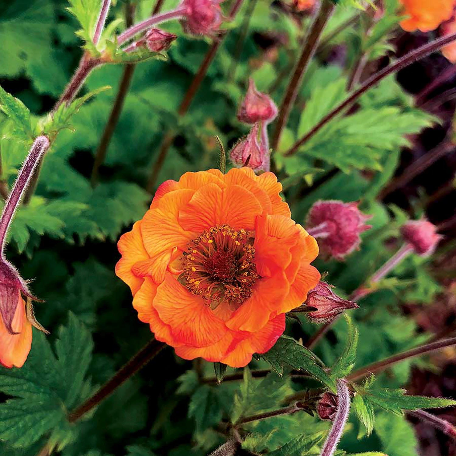 Orange Avens