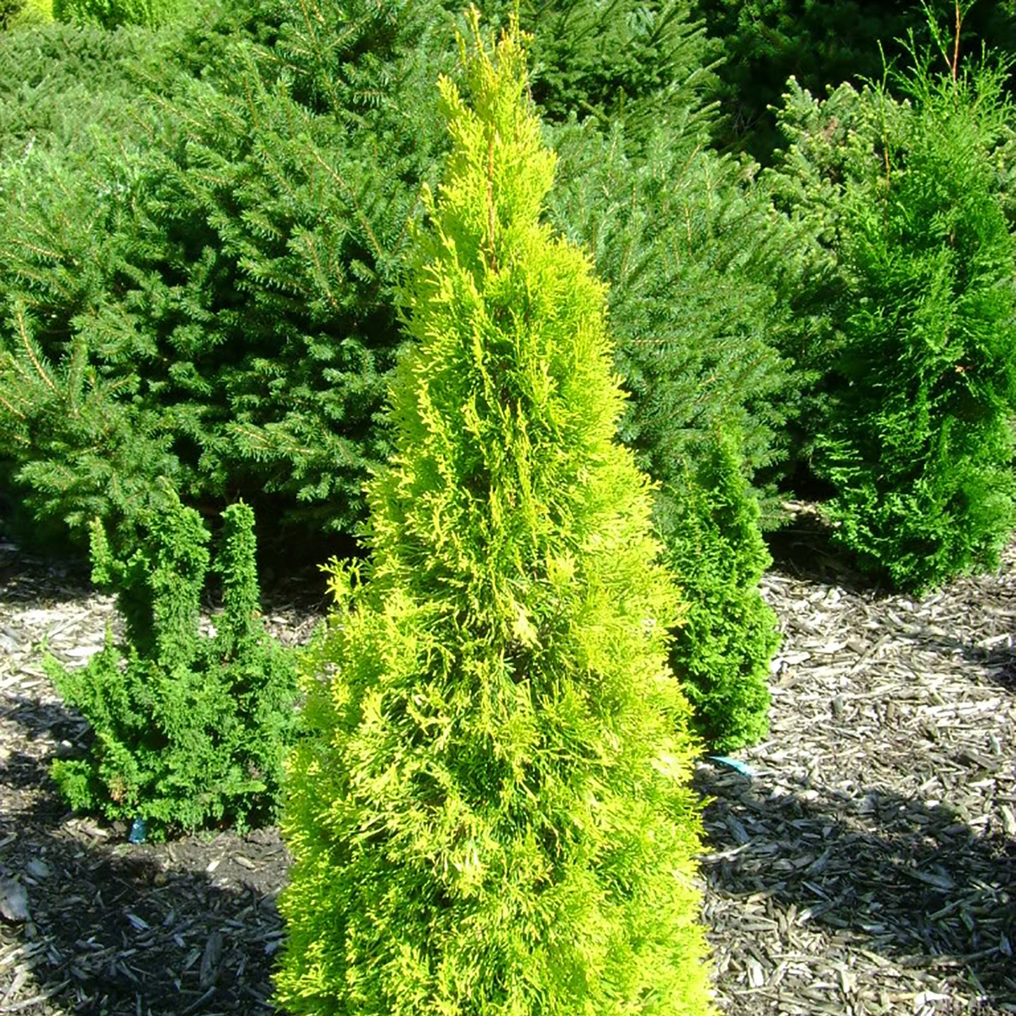 Jantar Cedar