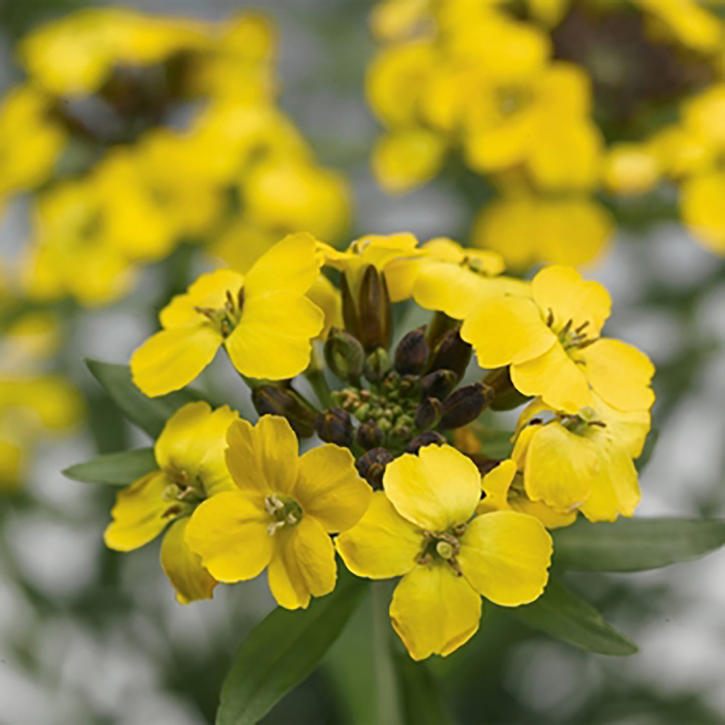 Yellow Wallflower
