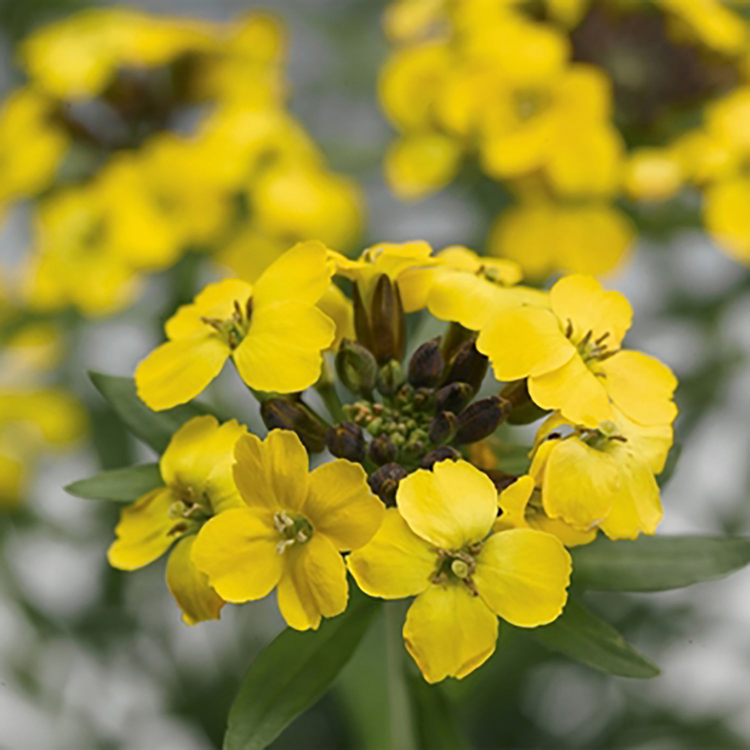 Yellow Wallflower