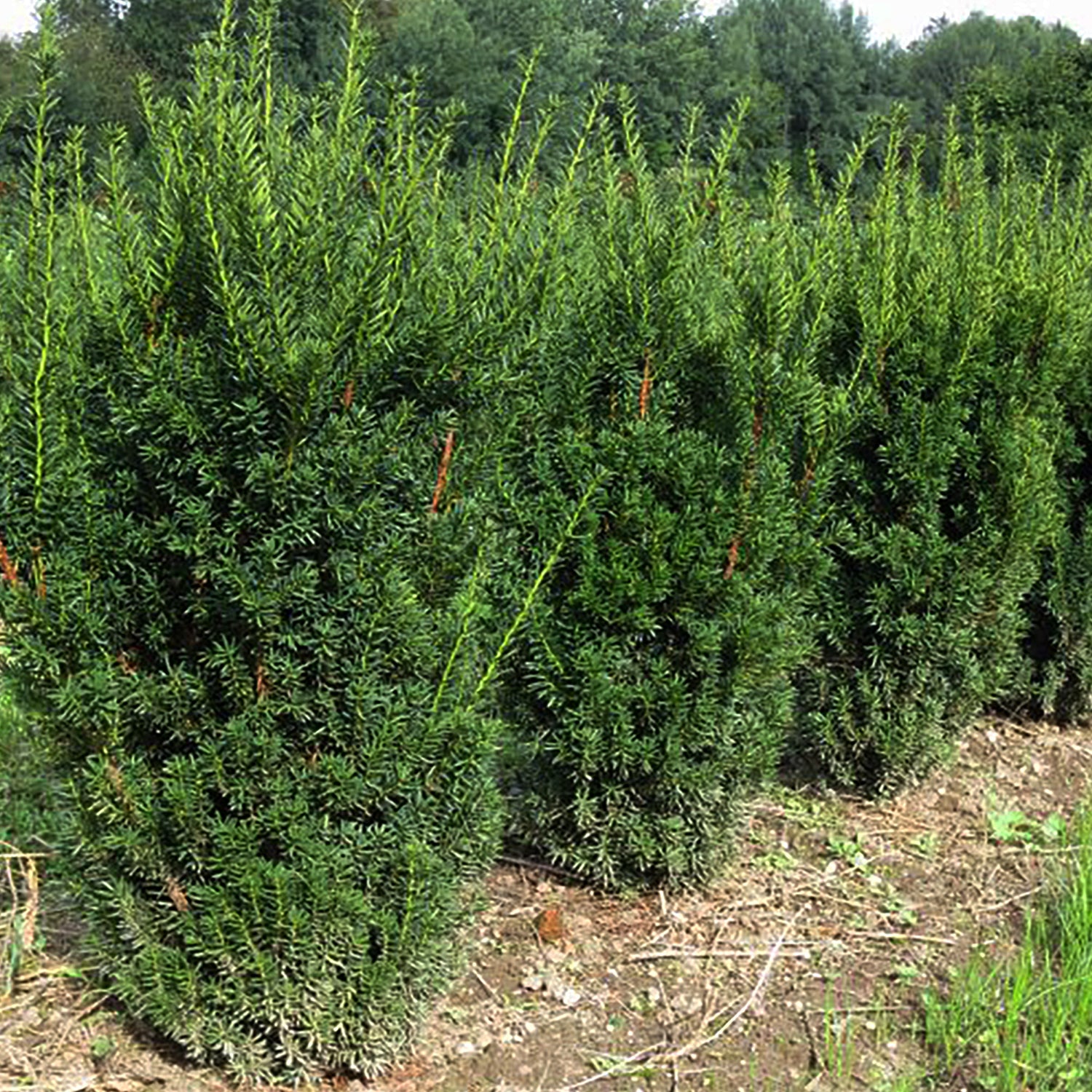 Hill's Yew