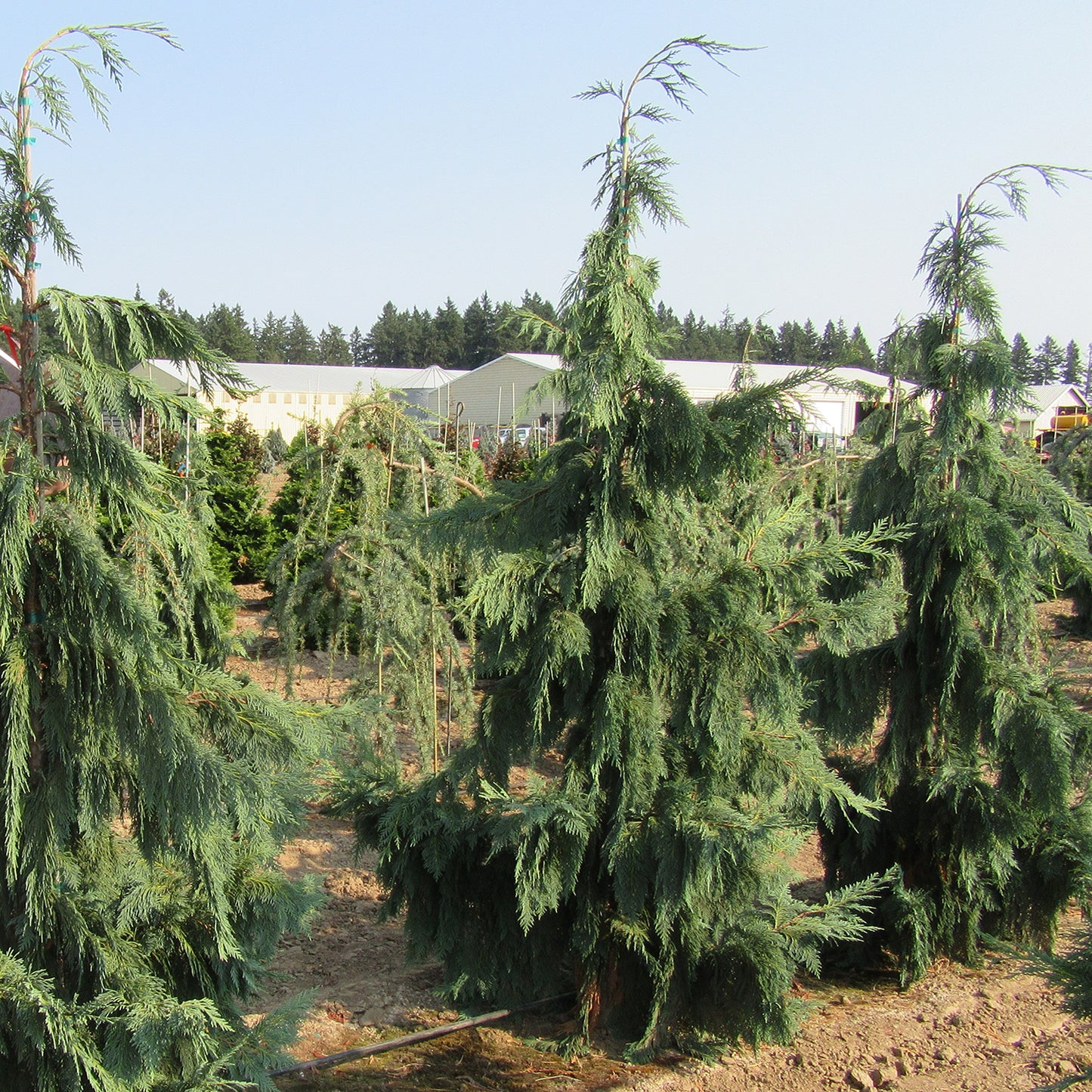 Blue Nootka False Cypress