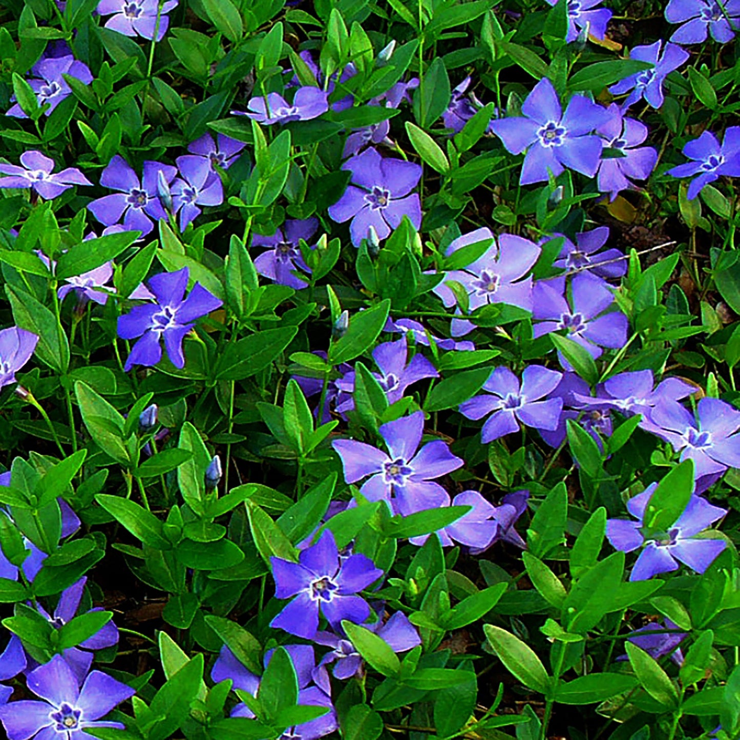 Bowles Periwinkle