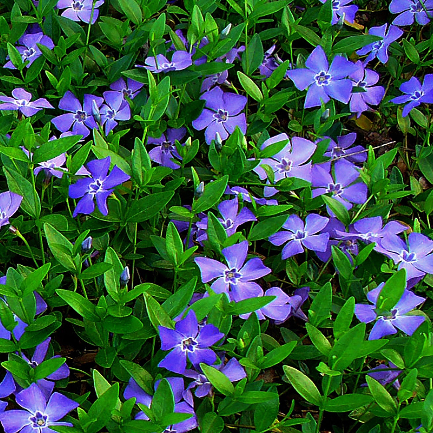 Bowles Periwinkle