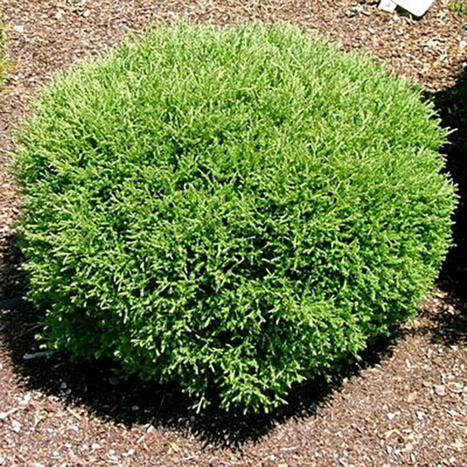 Mr. Bowling Ball™ Cedar