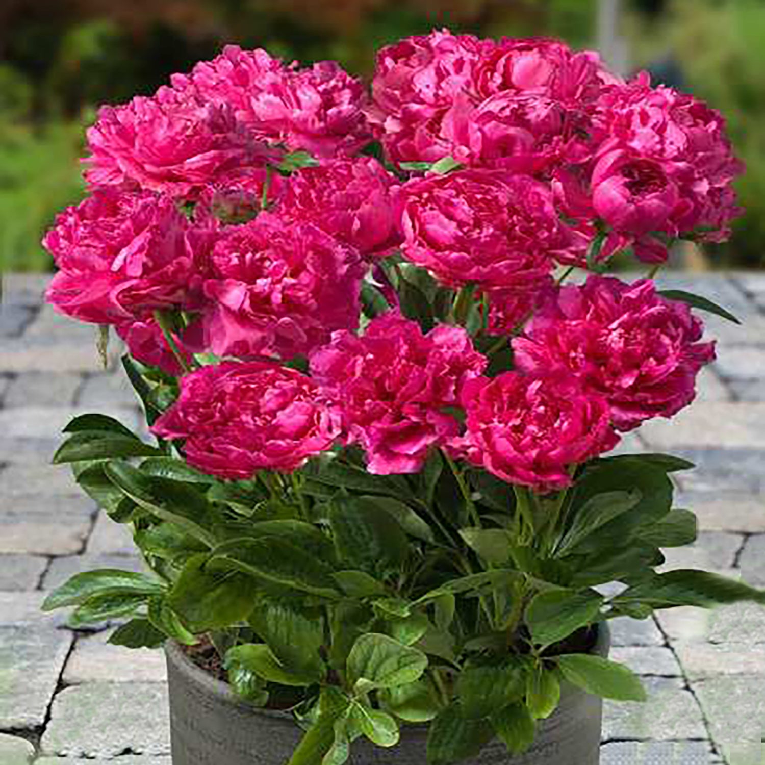 London™ Patio Peony