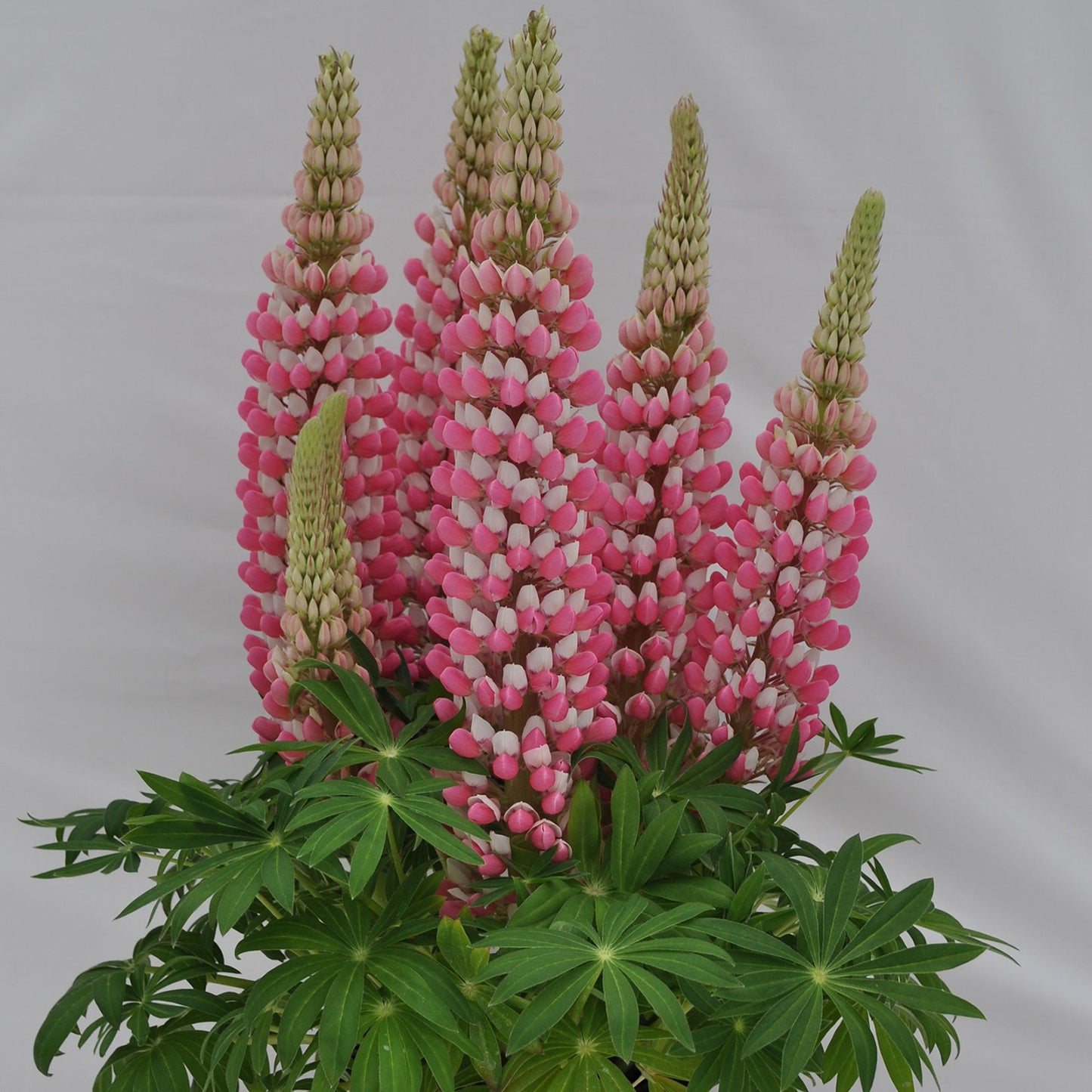 Rose White Lupin