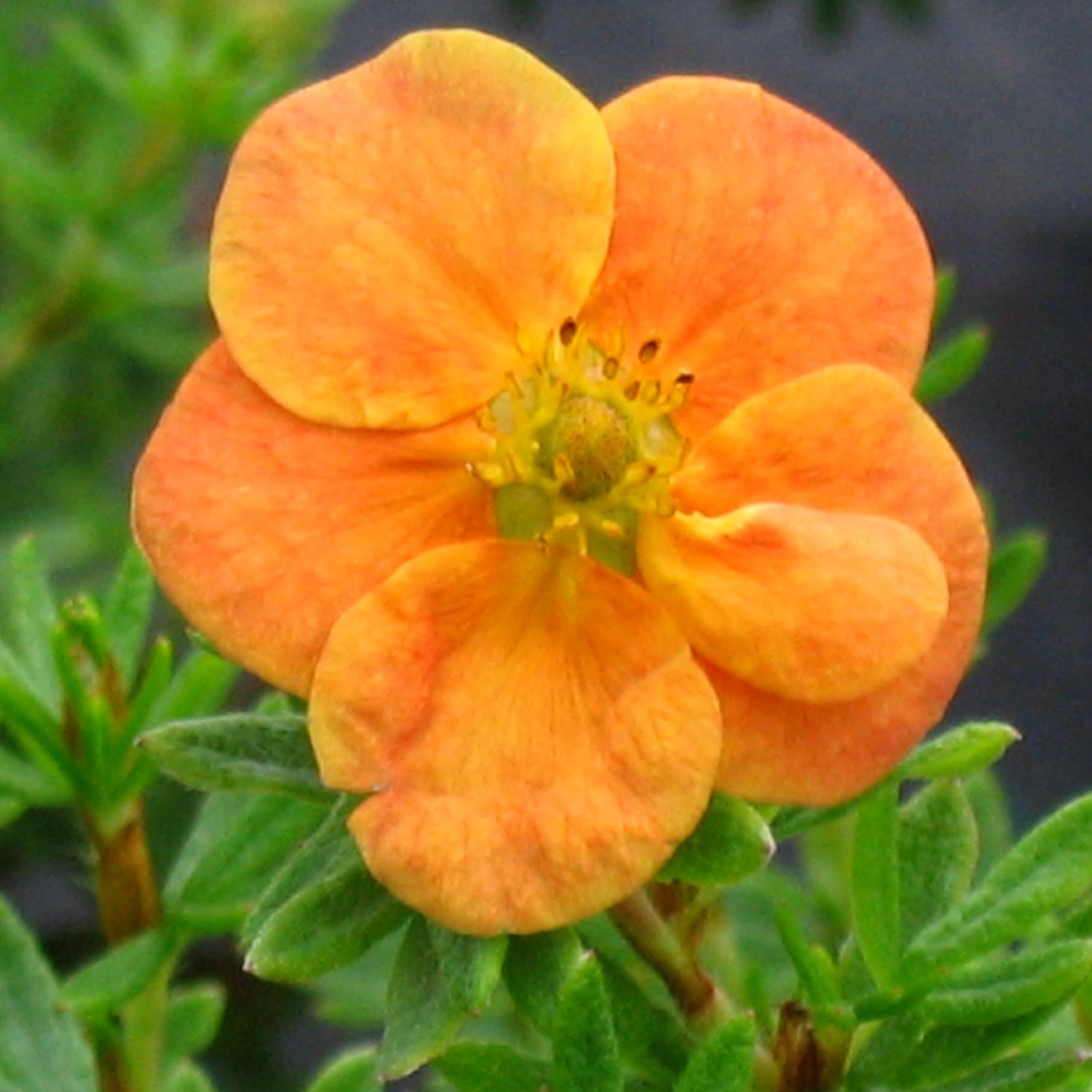 Red Ace Potentilla