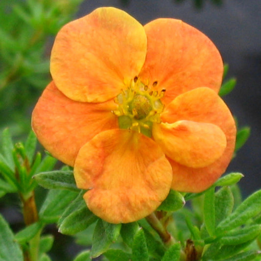 Red Ace Potentilla