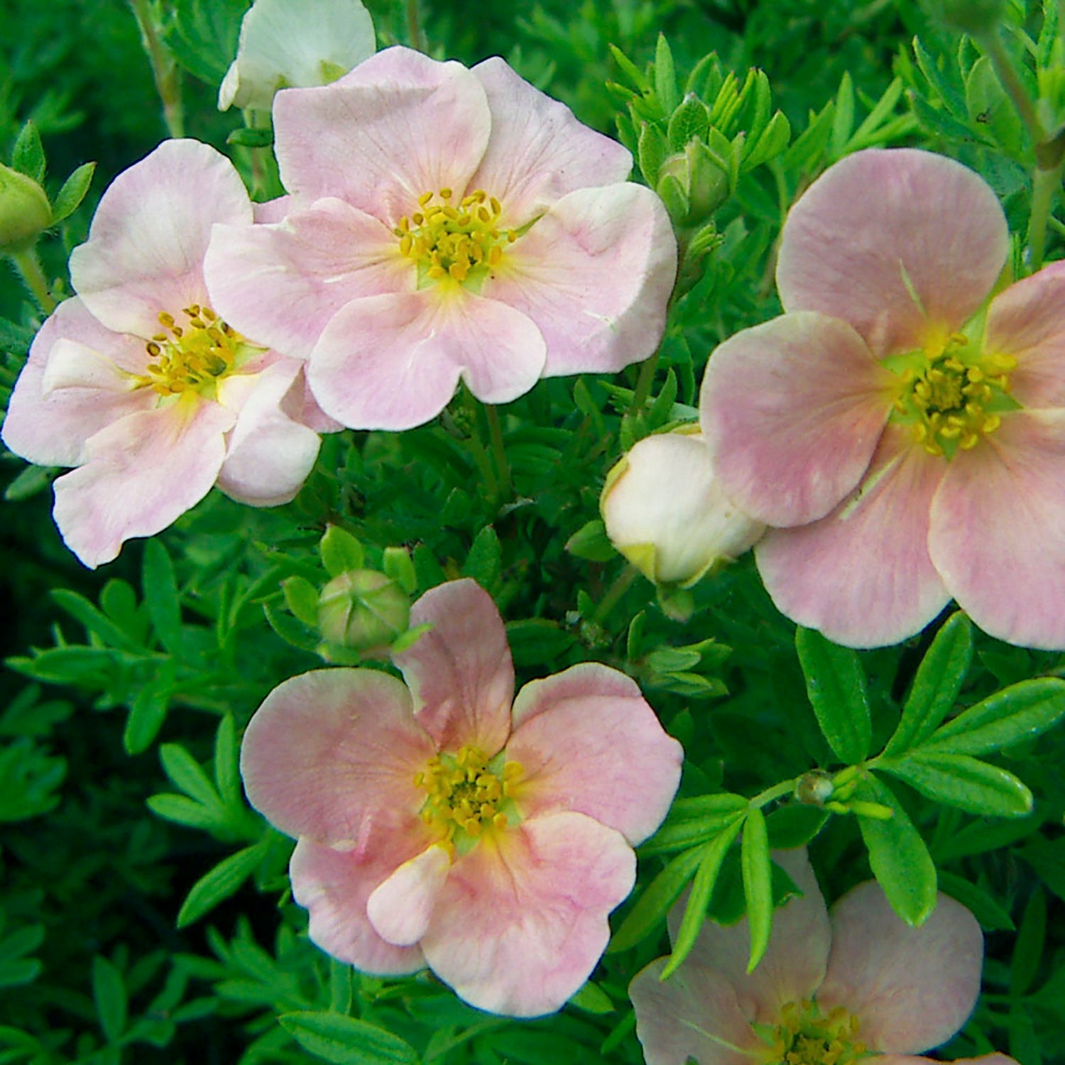 Pink Whisper Potentilla