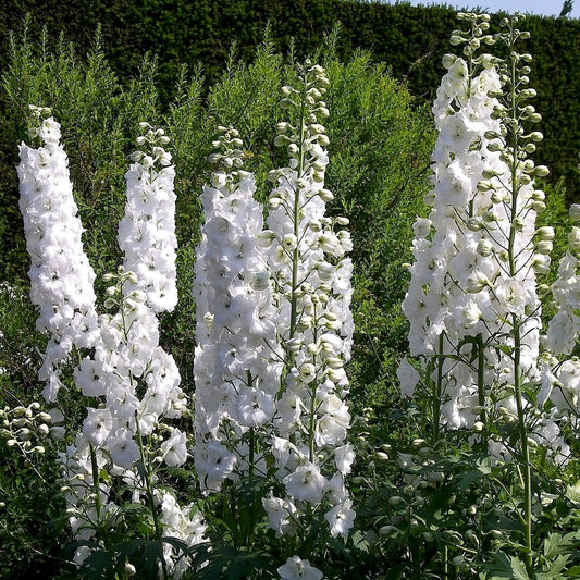 White Larkspur