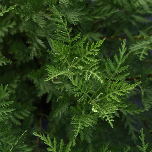 Olympia Artemisia