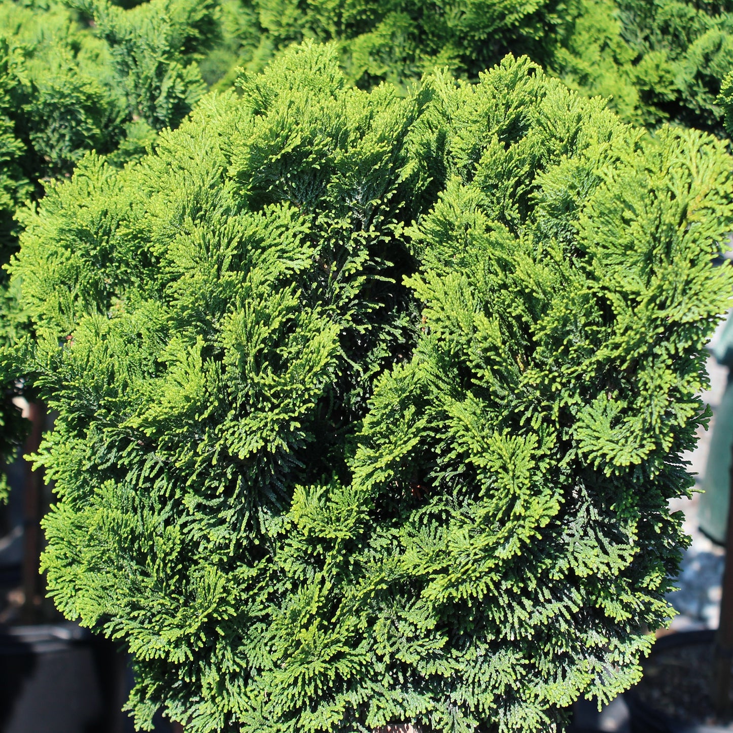 Dwarf Hinoki False Cypress