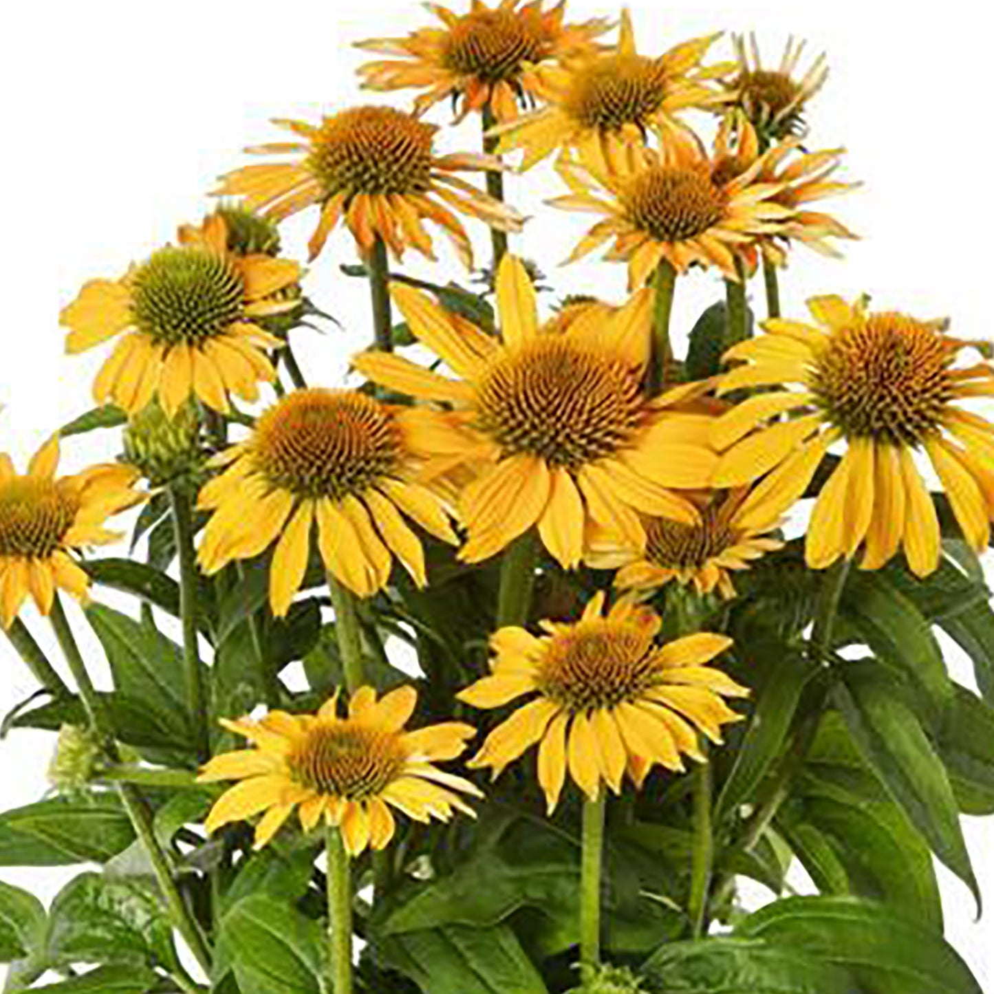 Golden Yellow Coneflower
