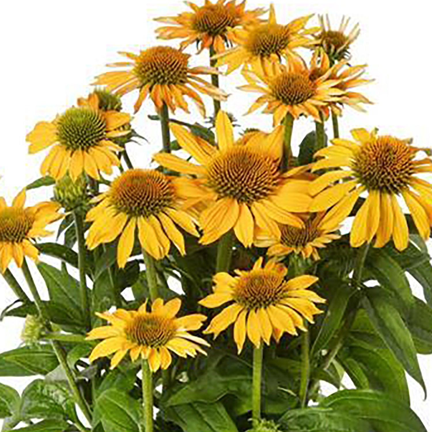 Golden Yellow Coneflower