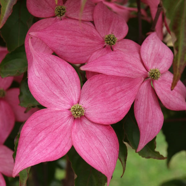 Scarlet Fire® Dogwood