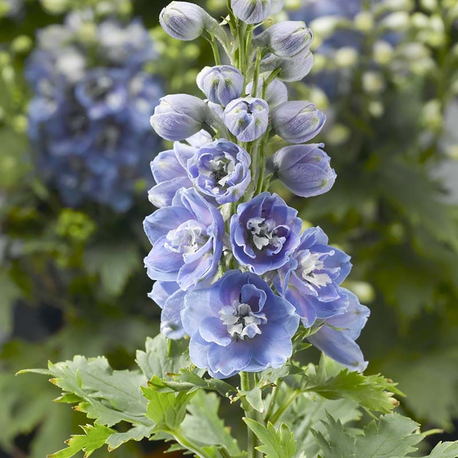 Light Blue White Bee Larkspur