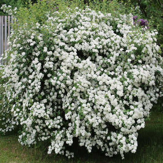 Bridalwreath Spirea