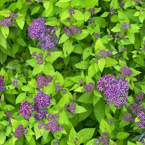 Dolly™ Spirea