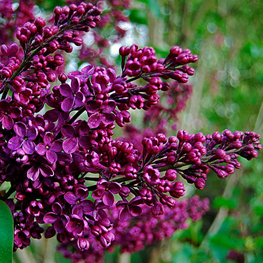 Agincourt Beauty French Lilac