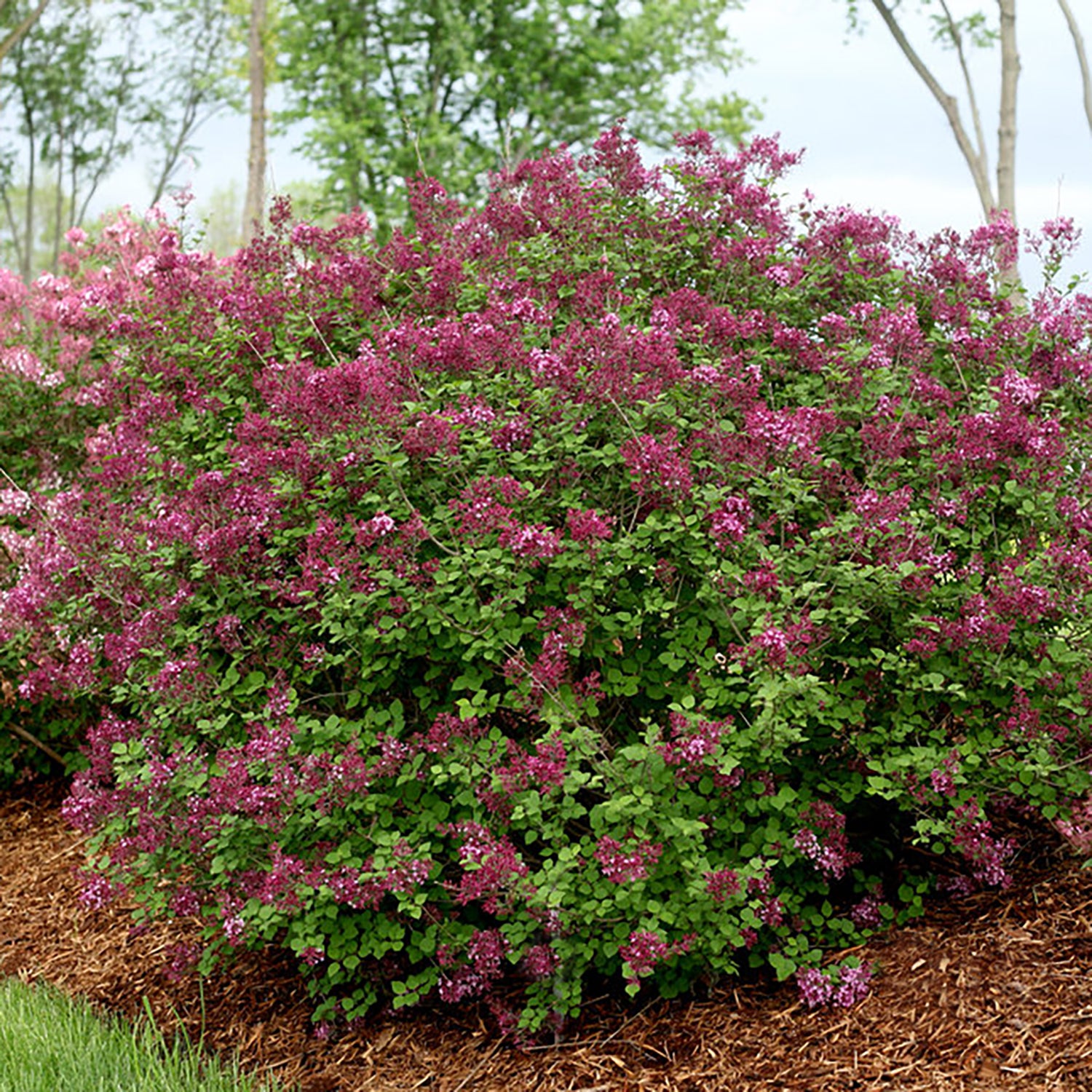 Bloomerang® Dark Purple Reblooming Lilac